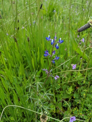 iNaturalist observation photo of Miniature Lupine