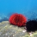 Edible Chilean Sea Urchin - Photo (c) Abi Mon Araya, all rights reserved, uploaded by Abi Mon Araya