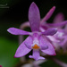 Epidendrum aberrans - Photo (c) Enrique Giron, all rights reserved, uploaded by Enrique Giron