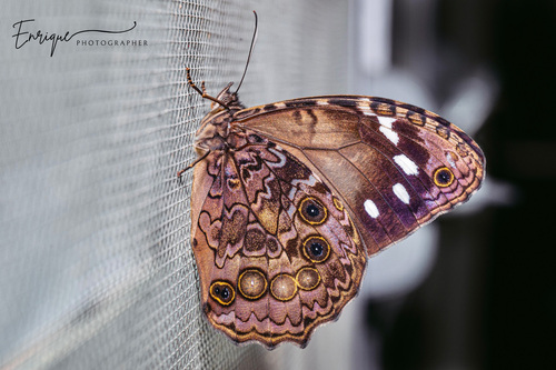 White-spotted Satyr