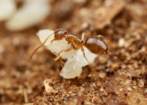 Nylanderia natalensisNylanderia natalensis