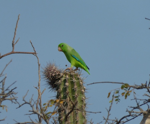 Green-rumped Parrotlet