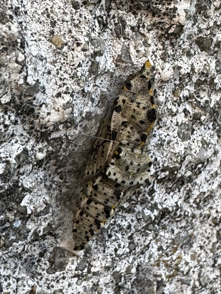 Large White in February 2024 by manuelagc · iNaturalist