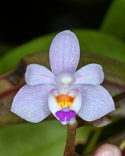 Ophioglossella