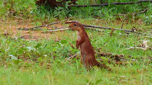 Unstriped Ground Squirrel