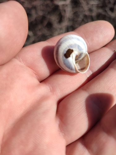 Vineyard Snail