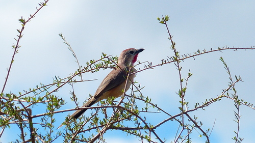 Rosy-patched Bushshrike
