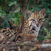 Leopardus pardalis - Photo 由 Karin Saucedo 所上傳的 (c) Karin Saucedo，保留所有權利