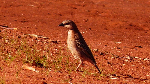 Donaldson Smith's Sparrow-Weaver