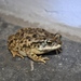 Indus Valley Toad - Photo (c) Georg H. Engelhard, all rights reserved, uploaded by Georg H. Engelhard