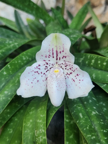 Godefroy's Paphiopedilum