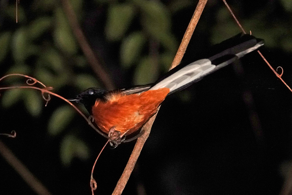 White-rumped Shama in February 2024 by Carol Kwok · iNaturalist