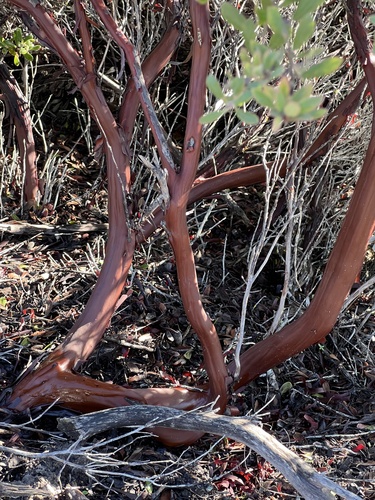 Sandmat Manzanita foliage