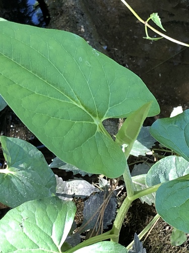 lizard's tail