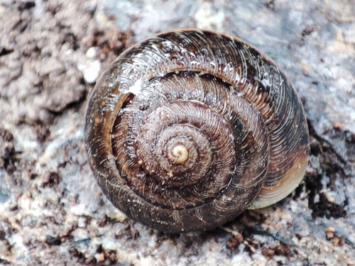 Helicella cistorum