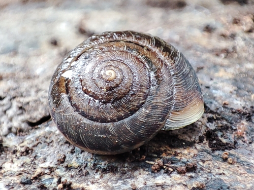 Helicella cistorum