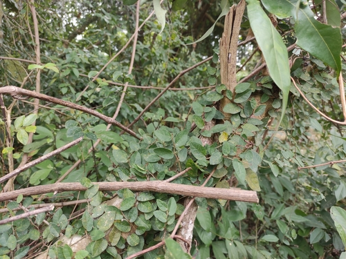 Climbing fig
