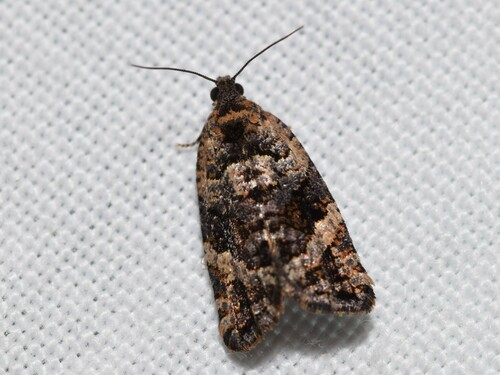 Asthenoptycha sphaltica Meyrick, 1910