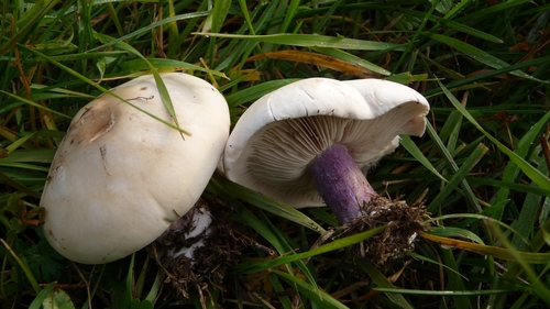 Field Blewit