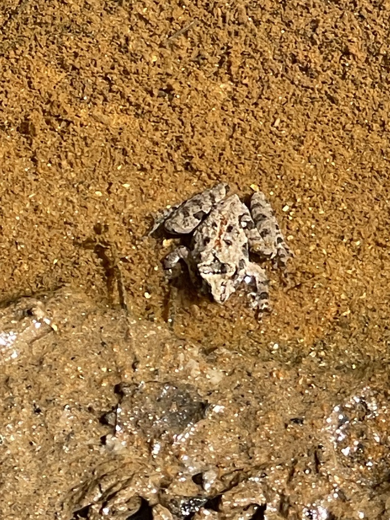 Northern Cricket Frog from Ethans Glen, Raleigh, NC, US on February 21, 2024 at 1257 PM by
