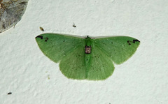 Image of Nemoria erina