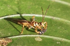 Agriocoris flavipes image