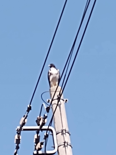 White-tailed Hawk