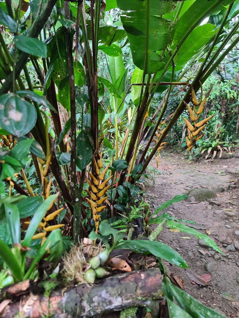 Heliconia robusta
