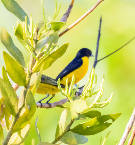 Purple-throated Euphonia