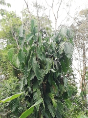 Monstera dubia image