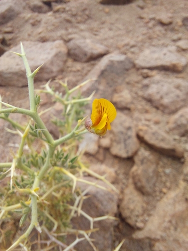 Adesmia erinacea