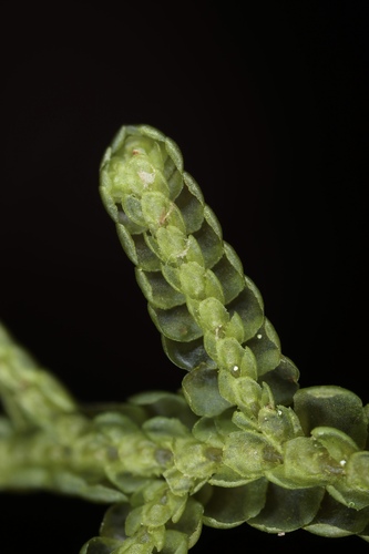 Porella hoeana