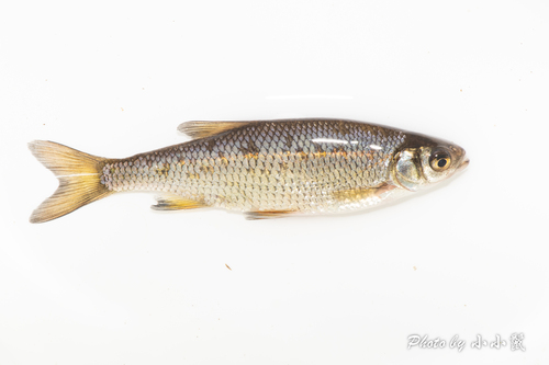 Golden Shiner