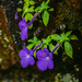 Achimenes longiflora - Photo (c) Enrique Giron, todos os direitos reservados, uploaded by Enrique Giron