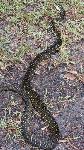 Diamond Python sighting