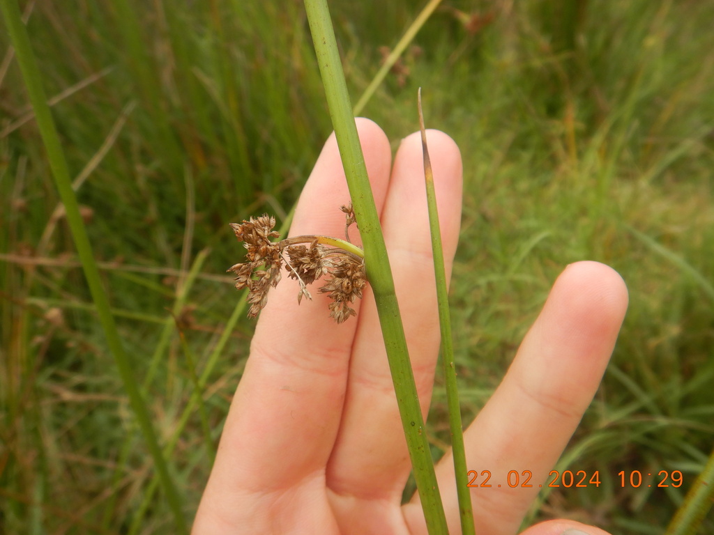 Soft Rush from Groeneweide Park, 6529, South Africa on February