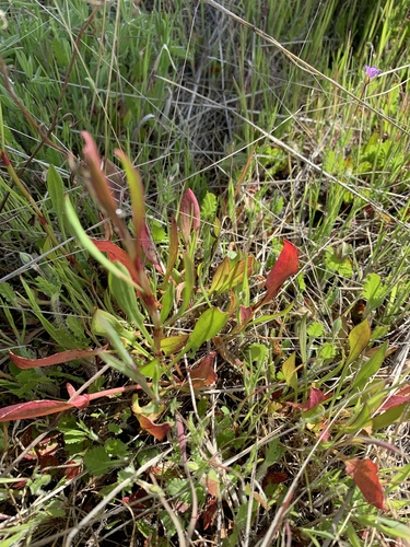 iNaturalist observation photo of Sheep's sorrel
