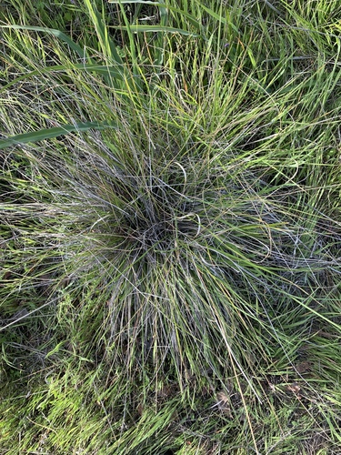 iNaturalist observation photo of purple needlegrass