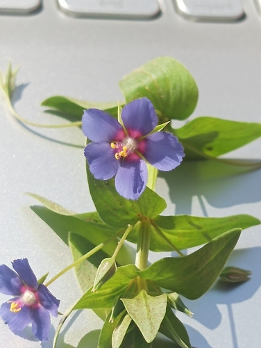 Blue Scarlet Pimpernel