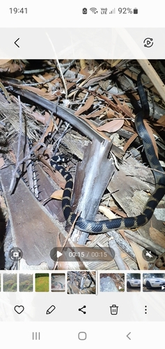 Stephens' Banded Snake sighting