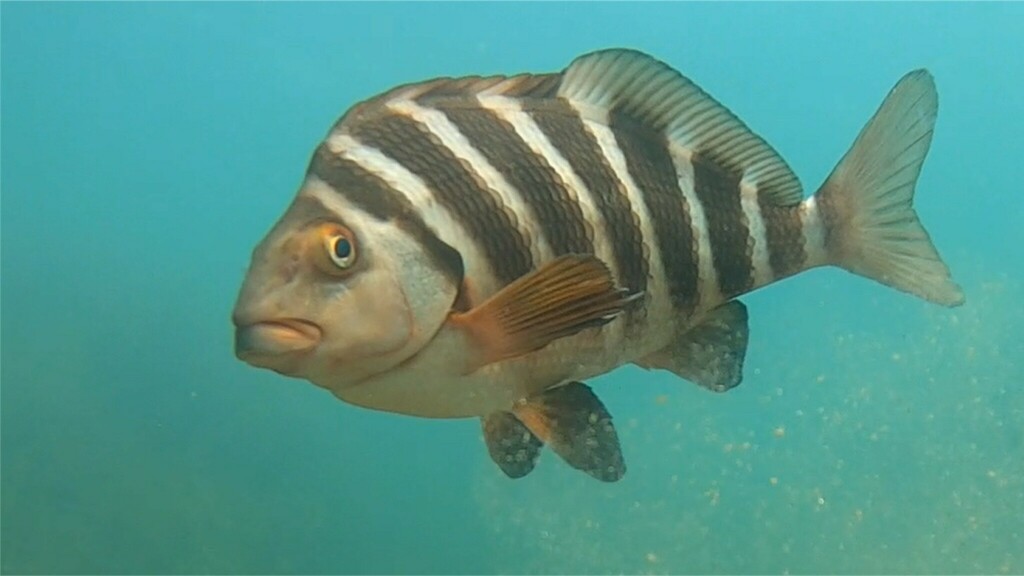 Banded Morwong From Glamorgan-spring Bay, Au-ts, Au On February 6, 2024 