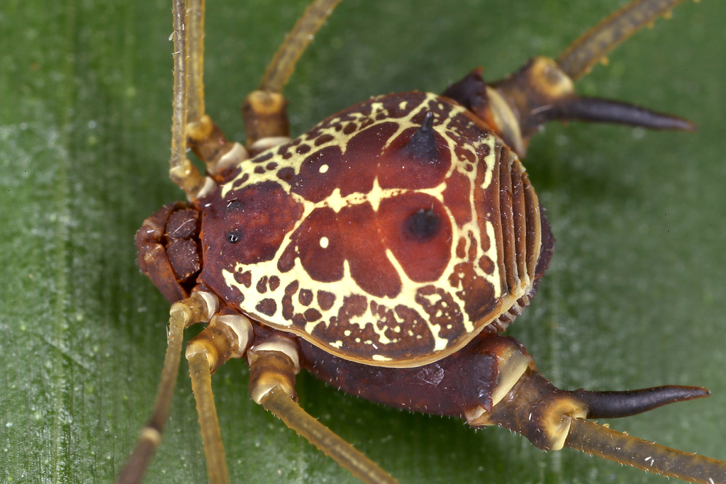 Superfamily Gonyleptoidea · iNaturalist