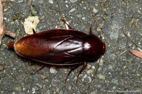 gigantea · iNaturalist
