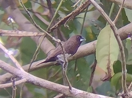 subespécie Lonchura leucogastra palawana · BioDiversity4All