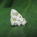 Mariposa Diamantina Joyita - Photo (c) Indiana Cristo, todos los derechos reservados, subido por Indiana Cristo