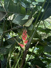 Heliconia wagneriana image