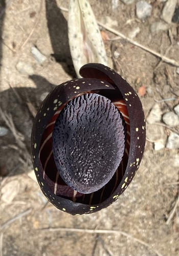 Amorphophallus aphyllus