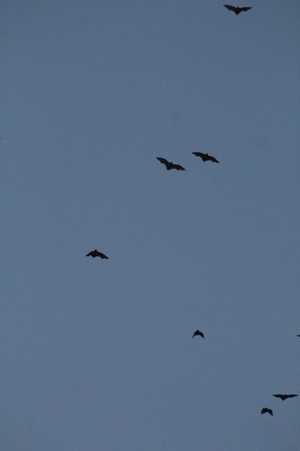 Straw-coloured Fruit Bat
