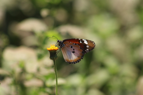 Plain Tiger Butterfly