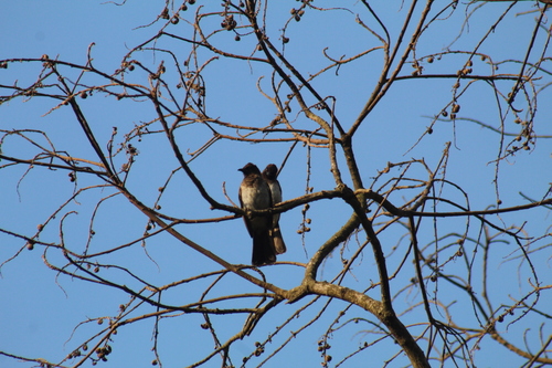 Common Bulbul